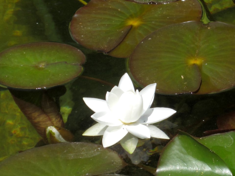 Blumen