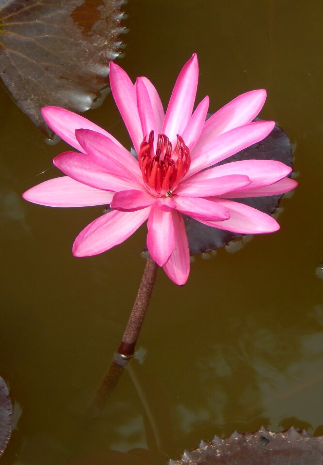 Red water lily lal shapla lal kamal