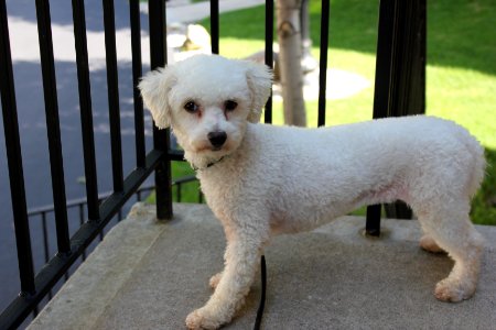 Mary the Stray Dog