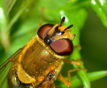 Insects diptera scaeva
