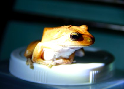 The Frog Prince