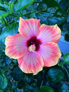 Pink hibiscus flower photo