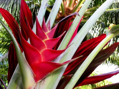 Flower red hawaii