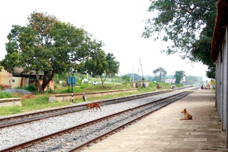 Gubbi 0010