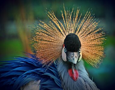 Crane spring crown plumage photo