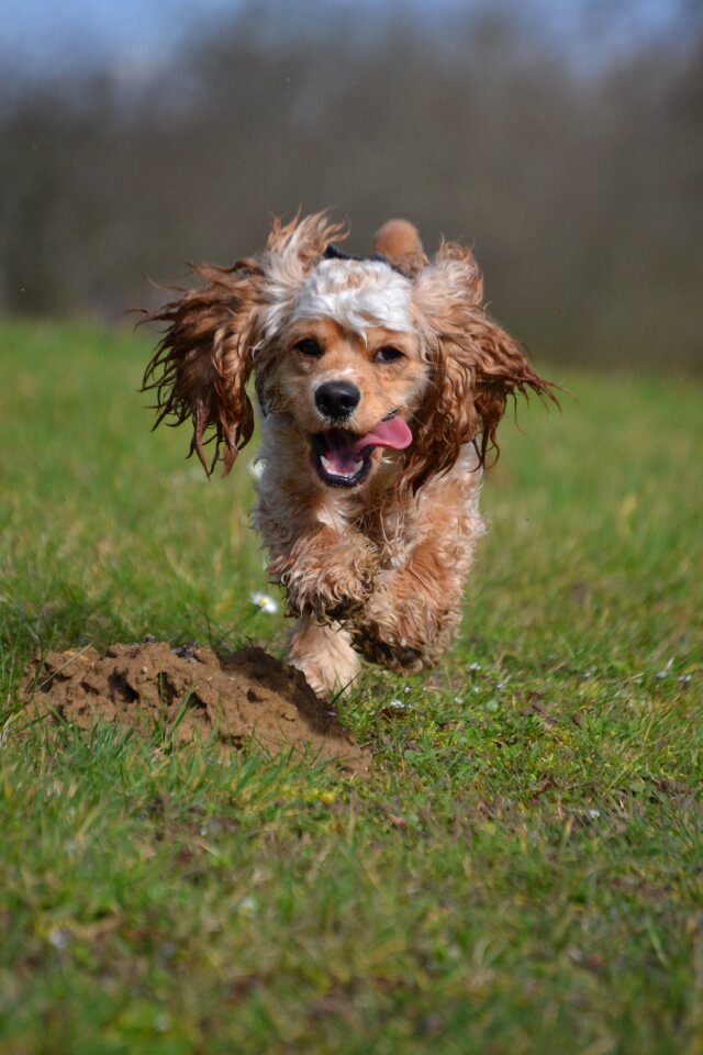 Animal dog nature