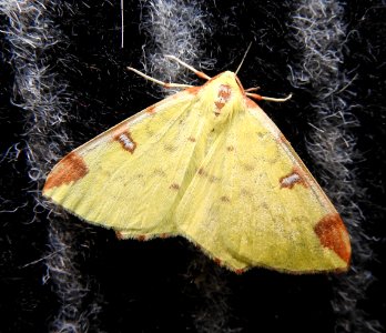 Brimstone moth photo