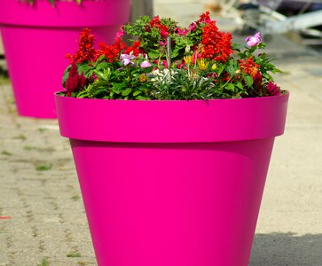 Flowers flowers in pots decoration photo