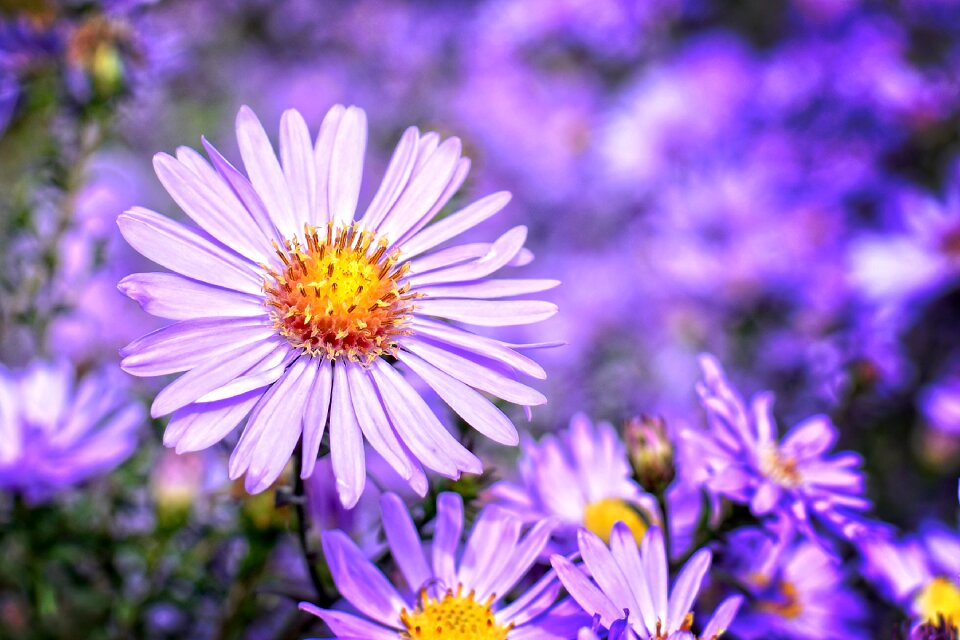 Composites flower blossom