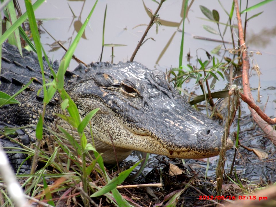FS-Florida-006