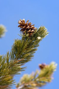 Pinus Flexilis upright on branch (portait) 2