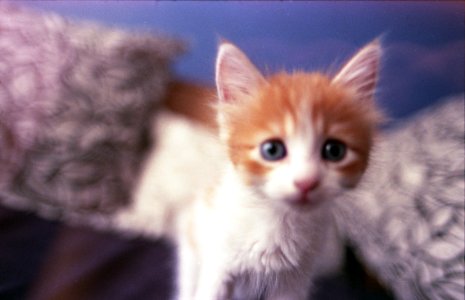 Ariel fujifilm200 010