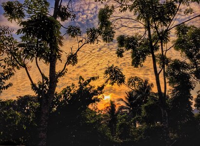 Jungle dawn dusk