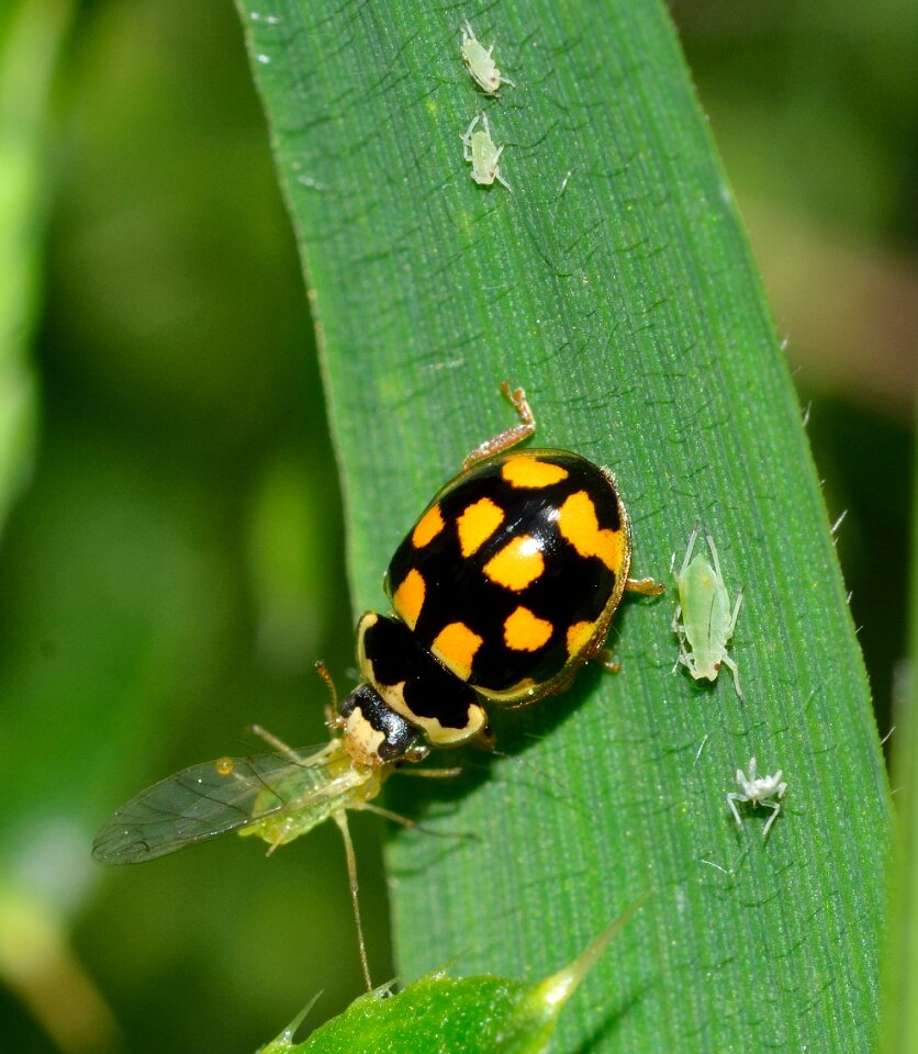 Beetles the trilogy quatuordecimpunctata