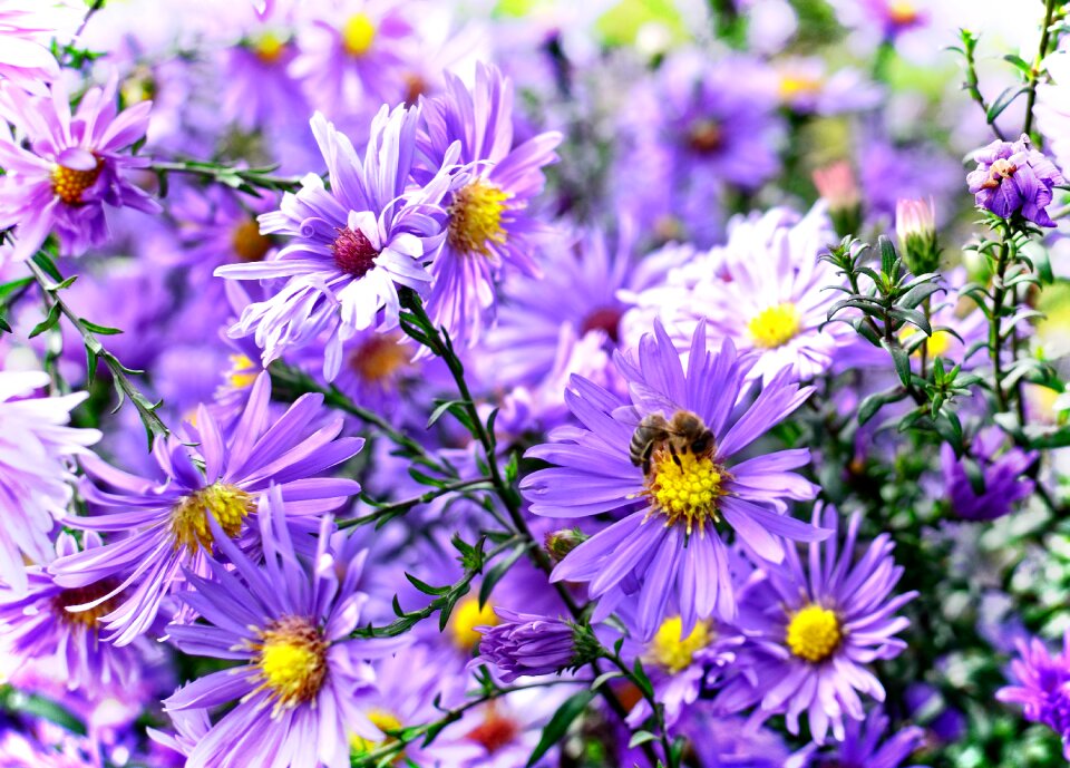 Composites flower blossom