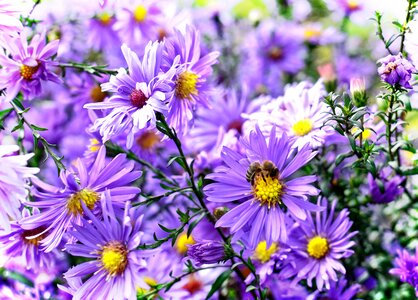 Composites flower blossom