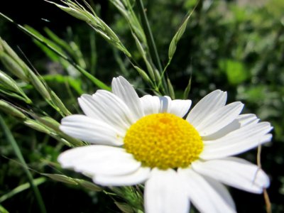 Blumen