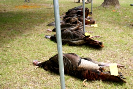 2016 Savannah River Site Ultimate Turkey Hunt