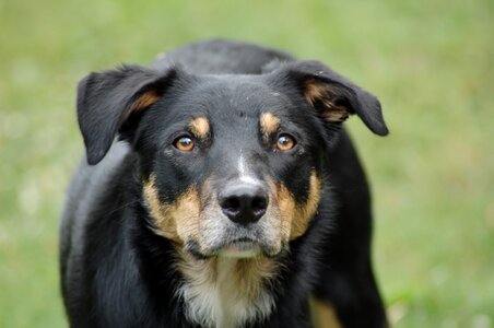 Collie play beast
