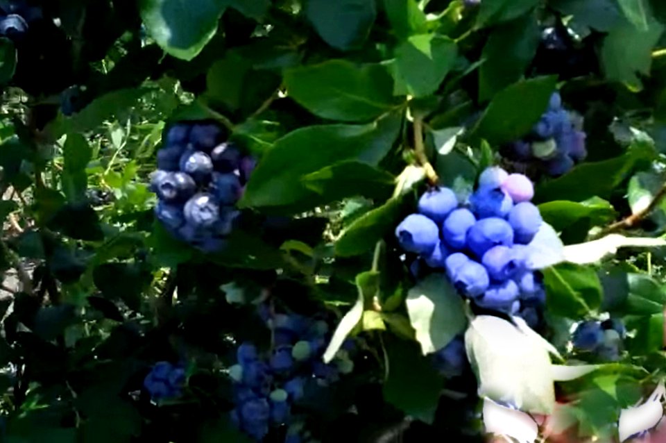 blueberries photo