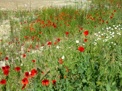 Blumen