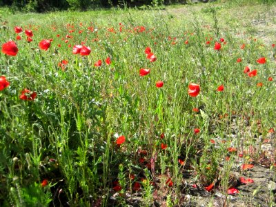 Blumen