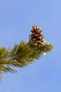 Pinus Flexilis cone upright on branch (portrait)