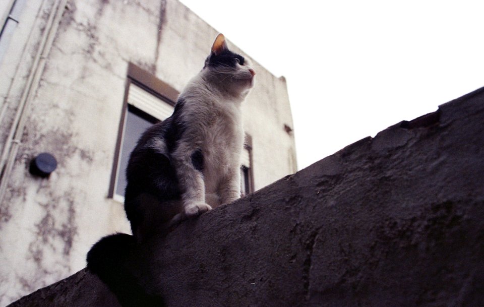 Ariel kodakPro100+2 010