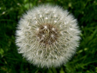 Blumen