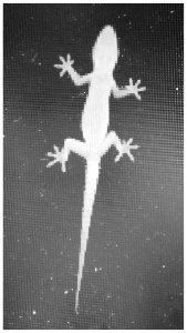 There is a visitor in my window