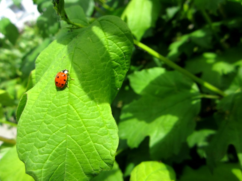 Insekten (Marienkäfer etc.)
