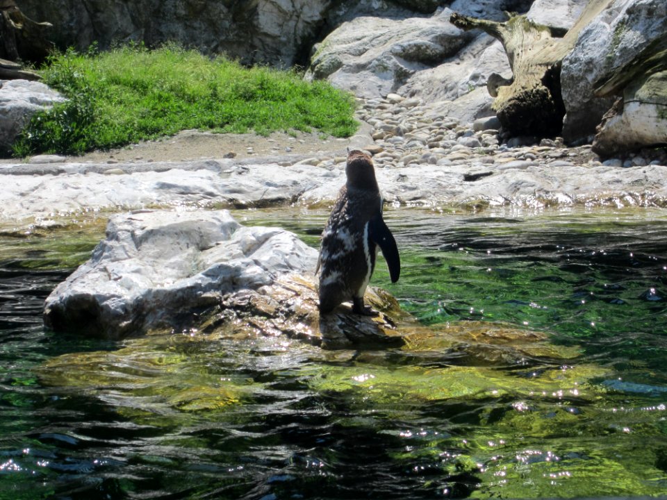 Tiere verschiedene