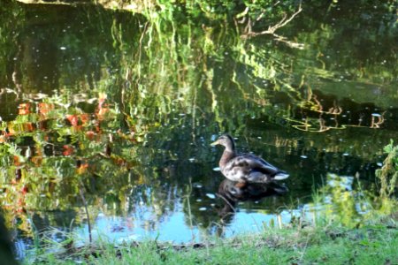 Regents park