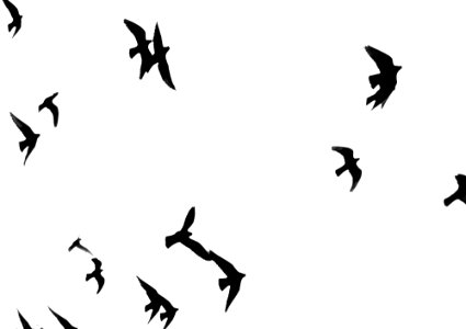 Birds