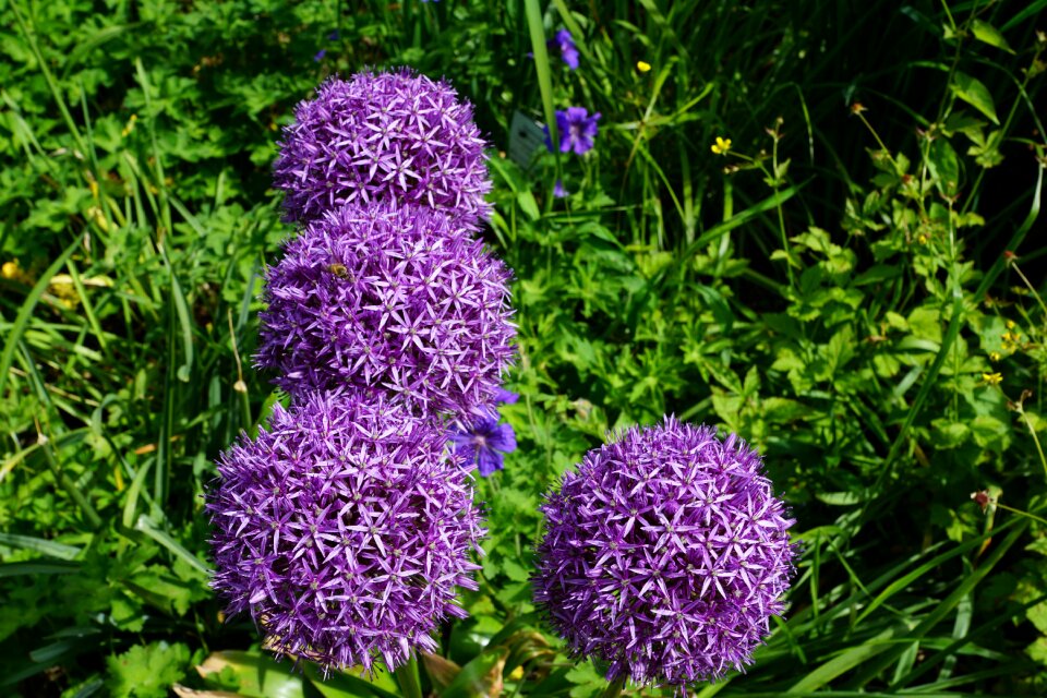 Bloom flora nature