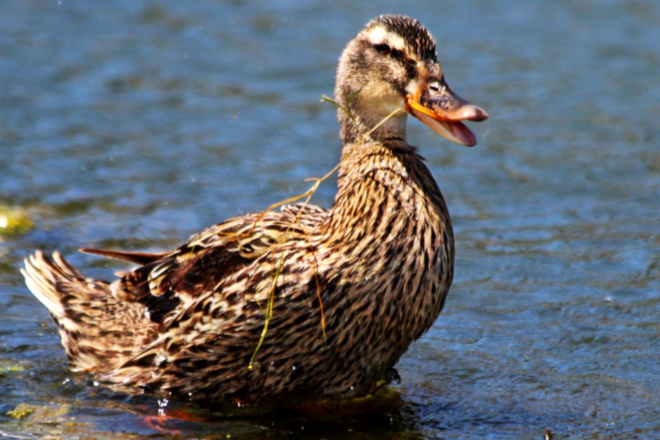 pato-no-identificado photo