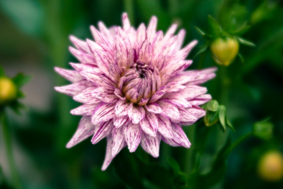 Pink purple mainau