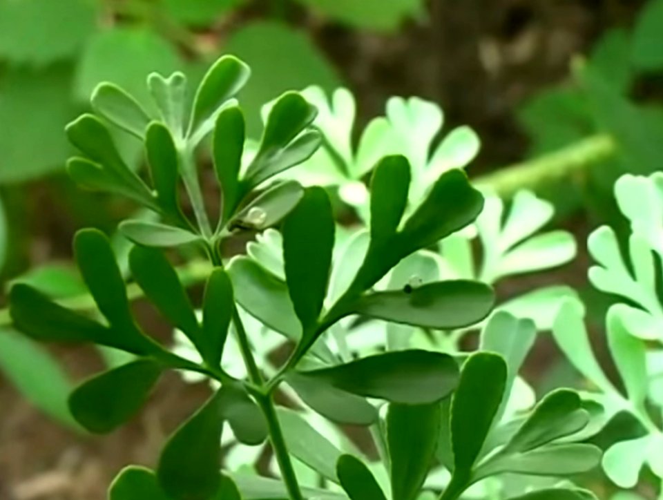 Heart shapes leafs