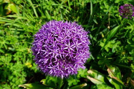 Bloom flora nature