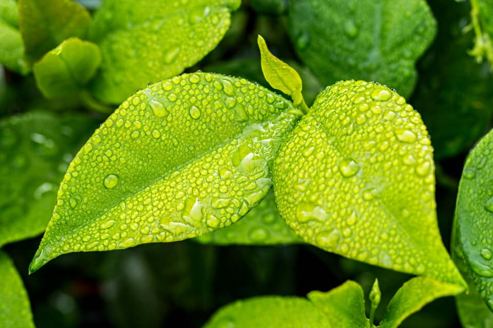 Green leaves green leaf nature