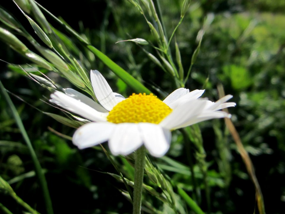 Blumen