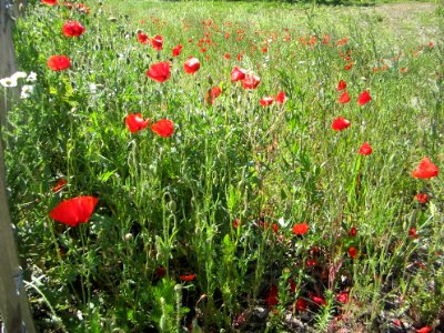 Blumen