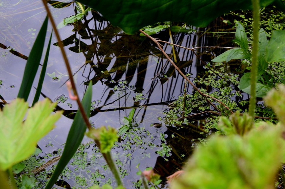 Zone humide parc de clères