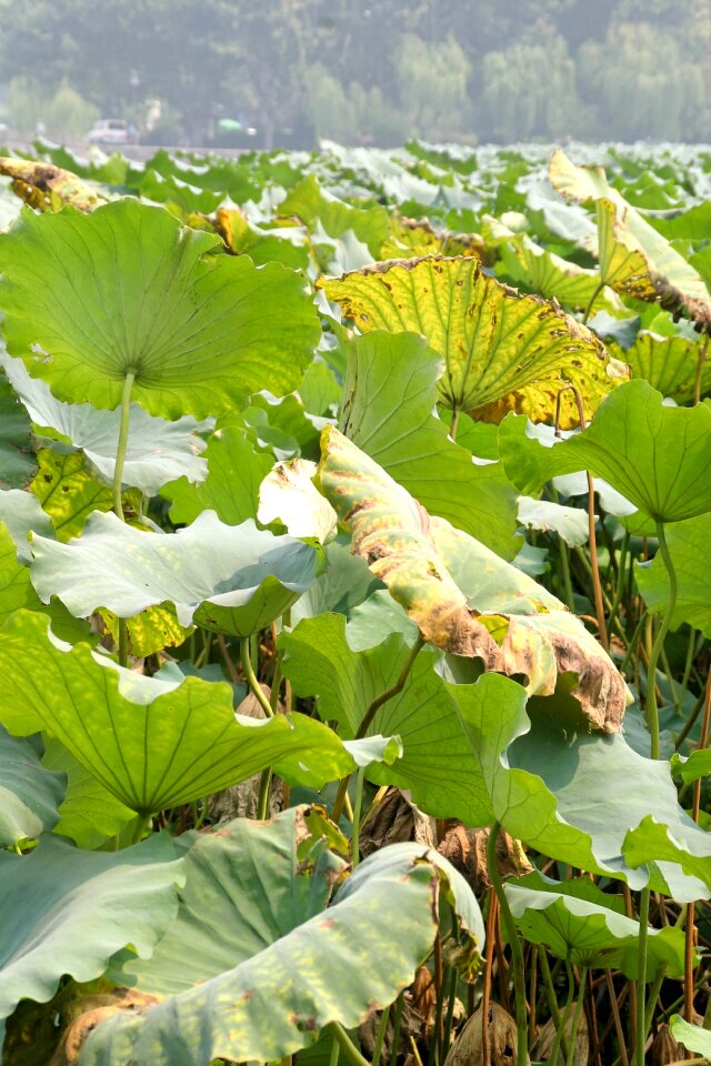 Aquatic plant water lily nuphar lutea