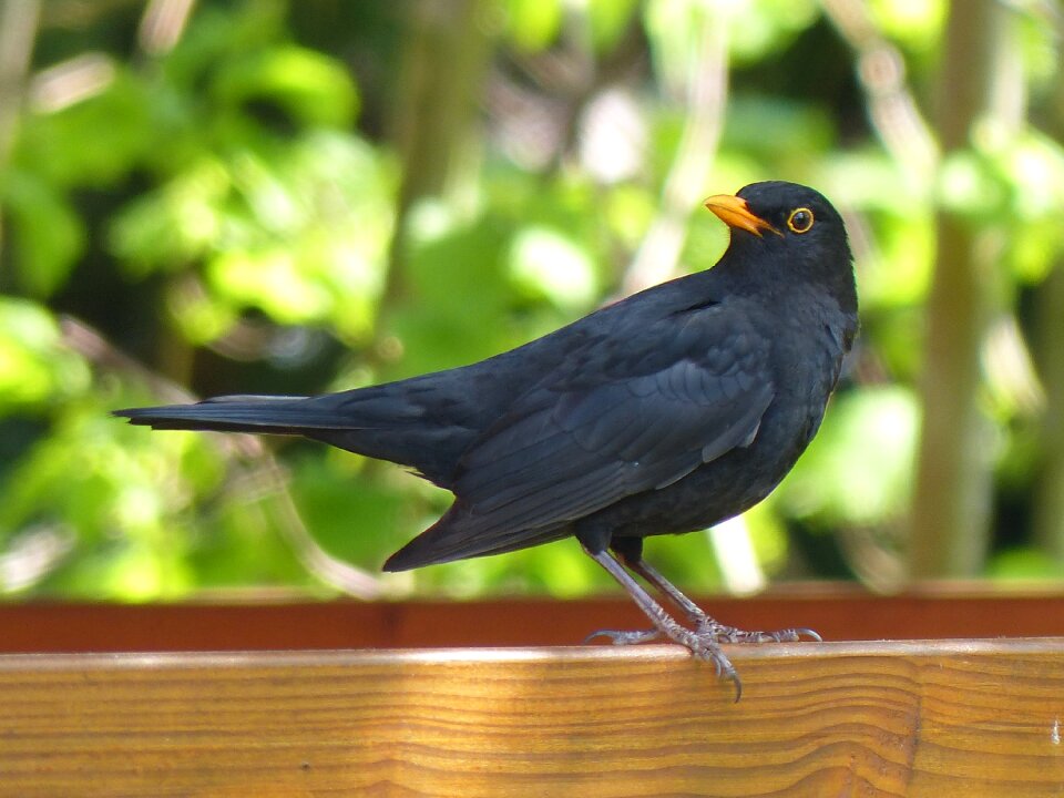 Animal nature birds