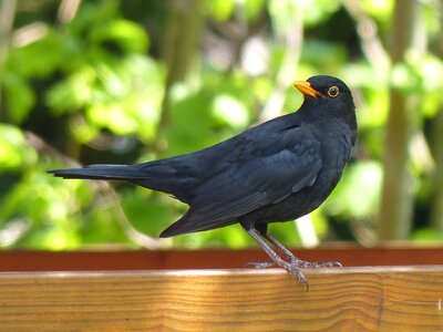 Animal nature birds