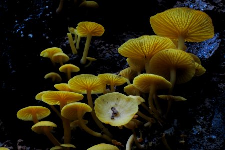 Small yellow fungi at El Verde