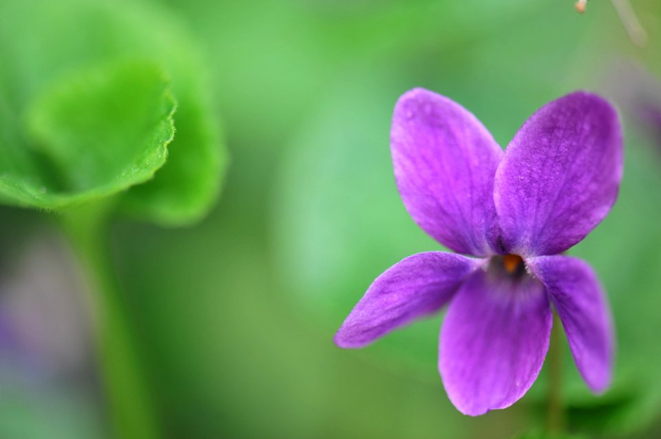 viola 5060