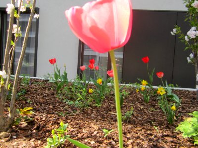 Blumen