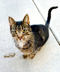 Feral Cat photo